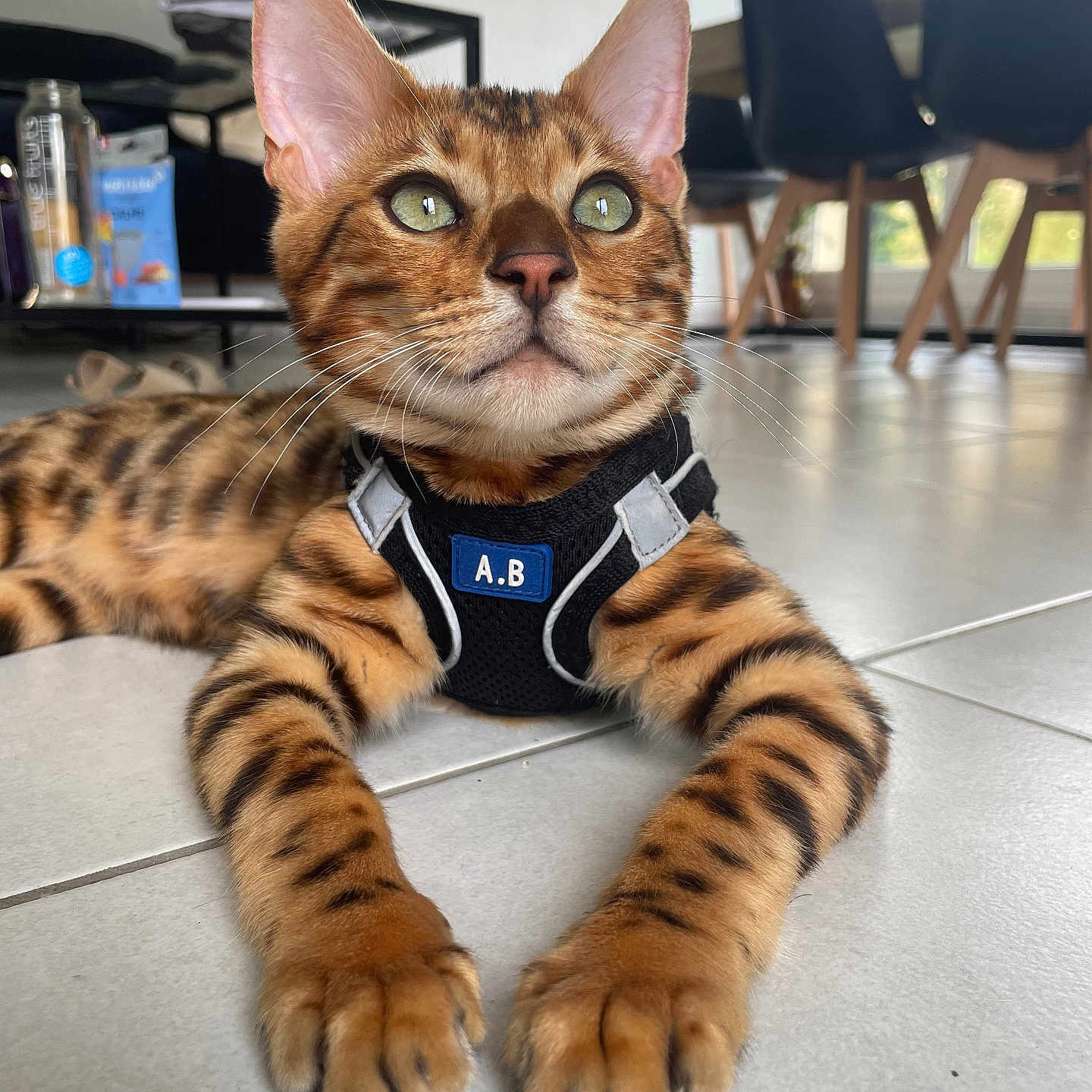 Vegas participe au concours pour gagner de l'argent avec cette photo : abyssinian, accessories, animal, cat, chair, desk, egyptiancat, electronics, formalwear, furniture, hardware, hardwood, indoors, interiordesign, kitten, manx, pet, table, tie, wood