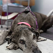 Greta joined the competition — help win amazing prizes! animal, blurred_background, calm, canine, closeup, collar, dog, domestic_animal, floor, flooring, great_dane, grey_dog, indoor, large_dog, leash, lying_down, mammal, pet, quiet, resting