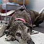 animal, blurred_background, calm, canine, closeup, collar, dog, domestic_animal, floor, flooring, great_dane, grey_dog, indoor, large_dog, leash, lying_down, mammal, pet, quiet, resting