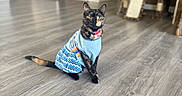 Nezz is registered to the contest to win money with this photo: cat, tortoiseshell_cat, pet, animal, sitting, indoors, kitchen, floor, cat_tree, clothing, dress, blue, colorful, collar, bell, portrait, looking_at_camera, wood_floor, home, cute