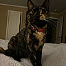 Nezz is registered to the contest to win money with this photo: cat, tortoiseshell, pet, animal, feline, sitting, bed, quilt, bedroom, indoors, portrait, collar, red_collar, whiskers, ears, eyes, fur, black_fur, brown_fur, closeup