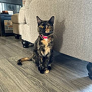 Nezz is registered to the contest to win money with this photo: cat, tortoiseshell_cat, pet, animal, sitting, indoors, living_room, sofa, floor, wood_floor, fireplace, brick, collar, pink_collar, yellow_eyes, whiskers, fur, portrait, home, cozy