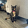 cat, tortoiseshell_cat, pet, animal, sitting, indoors, living_room, sofa, floor, wood_floor, fireplace, brick, collar, pink_collar, yellow_eyes, whiskers, fur, portrait, home, cozy