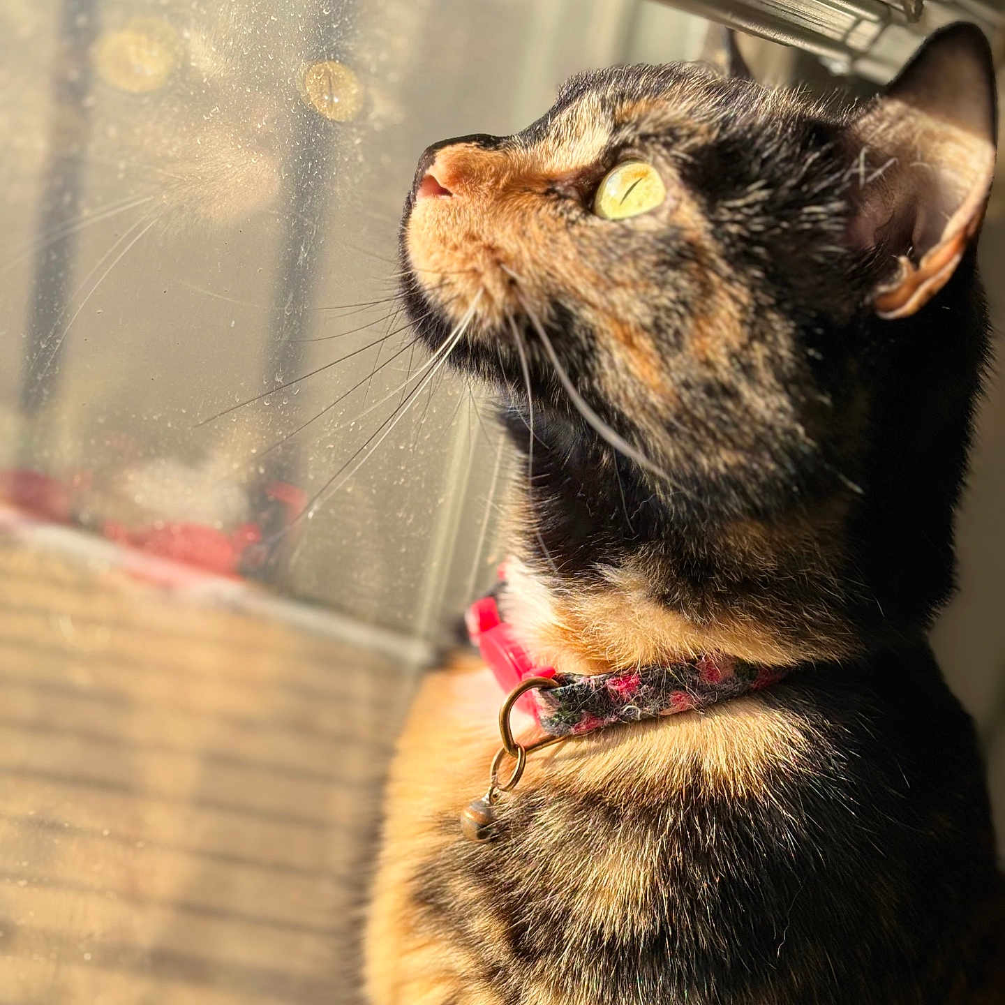 Nezz is registered to the contest to win money with this photo: cat, tortoiseshell, pet, animal, feline, collar, bell, golden_eye, whiskers, fur, close_up, portrait, sunlight, window, indoors, warm_lighting, profile, sitting, looking_up, home