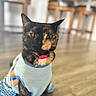 Nezz joined the competition — help win amazing prizes! cat, tortoiseshell_cat, pet, animal, sitting, portrait, collar, bell, red_collar, clothing, pet_clothes, shirt, patterned_fabric, indoor, kitchen, wooden_floor, furniture, blurred_background, whiskers, serious_expression
