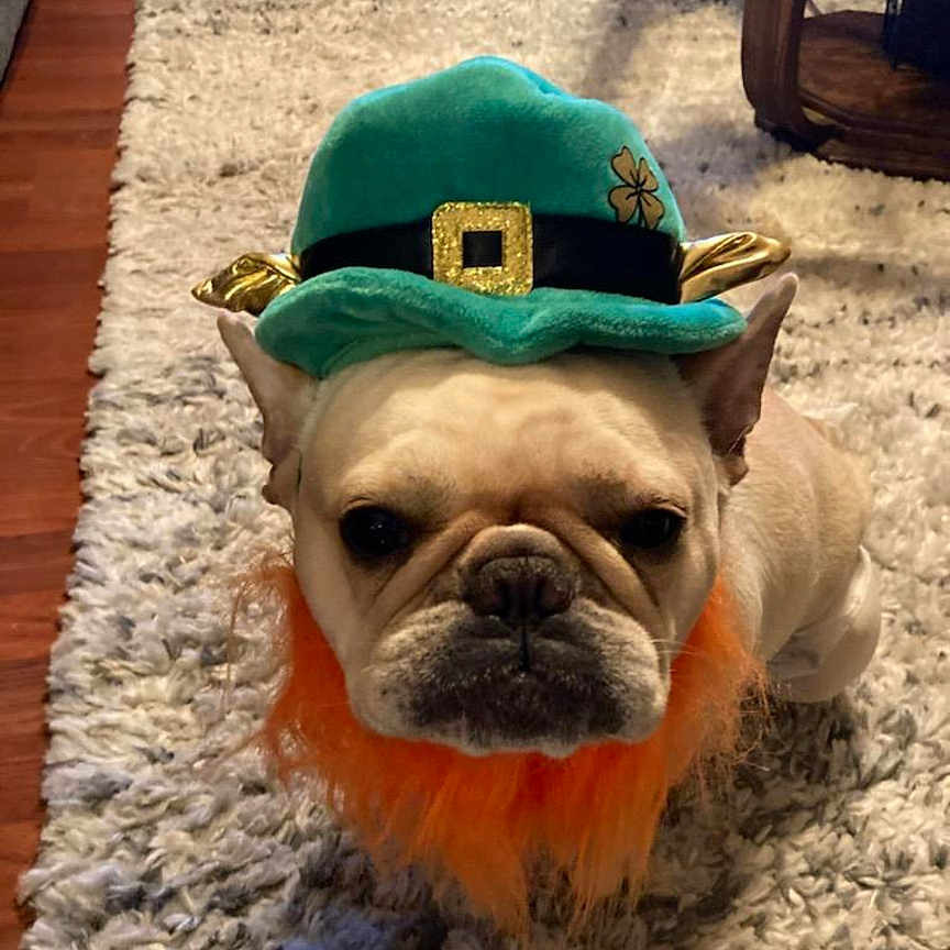 Daisy is registered to the contest to win money with this photo: animal, ball, baseballcap, bulldog, canine, cap, clothing, dog, face, frenchbulldog, hat, head, homedecor, person, pet, photography, pitbull, portrait, puppy, sport
