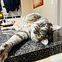 cat, tabby, green_eyes, stretching, indoor, countertop, kitchen, relaxed, feline, whiskers, fur, portrait, laying_down, home, domestic_animal, curious, pet, animal, closeup, soft_light