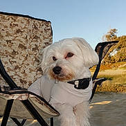 Haru joined the competition — help win amazing prizes! animal, beach, blue_sky, camouflage, chair, collar, dog, fluffy, folding_chair, fur, lounging, outdoor, pet, portrait, relaxed, sand, sitting, sunny, vacation, white_dog