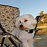 animal, beach, blue_sky, camouflage, chair, collar, dog, fluffy, folding_chair, fur, lounging, outdoor, pet, portrait, relaxed, sand, sitting, sunny, vacation, white_dog