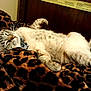 animal, bed, blanket, cat, collar, cozy, cute, cute_pet, feline, fur, indoor, leopard_print, lying_down, paw, pet, relaxed, resting, sleeping, tabby, whiskers