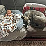 Ronnie joined the competition — help win amazing prizes! baby, newborn, blanket, dog, couch, pillow, sleeping, resting, cozy, indoor, carpet, home, fur, animal, child, peaceful, soft, relaxing, comfortable, nap