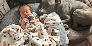 Ronnie joined the competition — help win amazing prizes! baby, newborn, blanket, dog, couch, pillow, sleeping, animal, pet, cozy, indoor, resting, fur, face, person, comfort, carpet, soft, cute, companion
