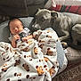 baby, newborn, blanket, dog, couch, pillow, sleeping, animal, pet, cozy, indoor, resting, fur, face, person, comfort, carpet, soft, cute, companion