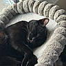 Onyx is registered to the contest to win money with this photo: cat, black_cat, sleeping, curled_up, pet, animal, feline, whiskers, ears, paws, fur, cozy, pet_bed, plush, round_bed, indoors, home, relaxing, nap, soft_lighting