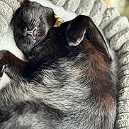 Onyx joined the competition — help win amazing prizes! cat, black_cat, sleeping, lying_down, belly_up, curled_paws, pet, feline, whiskers, collar, fur, gray_bed, blanket, cozy, indoor, close_up, portrait, relaxed, grumpy_expression, cute