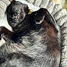 cat, black_cat, sleeping, lying_down, belly_up, curled_paws, pet, feline, whiskers, collar, fur, gray_bed, blanket, cozy, indoor, close_up, portrait, relaxed, grumpy_expression, cute