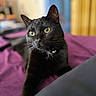 Onyx is registered to the contest to win money with this photo: black_cat, cat, feline, pet, animal, golden_eyes, whiskers, pointed_ears, short_hair, sitting, portrait, close_up, indoors, bed, bedspread, magenta, curtains, blurred_background, cozy, photography