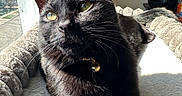 Onyx is registered to the contest to win money with this photo: cat, black_cat, feline, pet, animal, portrait, closeup, green_eyes, whiskers, ears, bell_collar, lying_down, relaxed, sunlight, sunbeam, blanket, bed, window, indoor, cozy