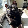 cat, black_cat, feline, pet, animal, portrait, closeup, green_eyes, whiskers, ears, bell_collar, lying_down, relaxed, sunlight, sunbeam, blanket, bed, window, indoor, cozy