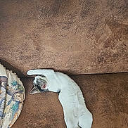 Chouquette participe au concours pour gagner de l'argent avec cette photo : animal, brown, cat, comfortable, couch, cozy, cute, domestic, feline, fur, furniture, indoor, paw, pet, relaxation, resting, sleeping, stretching, tail, whiskers