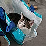 animal, black_and_white_cat, blue, broom, cat, container, curious, domestic_cat, dustpan, ears, floor, home, household_items, indoor, looking, pet, shopping_bag, tile_floor, whiskers, white