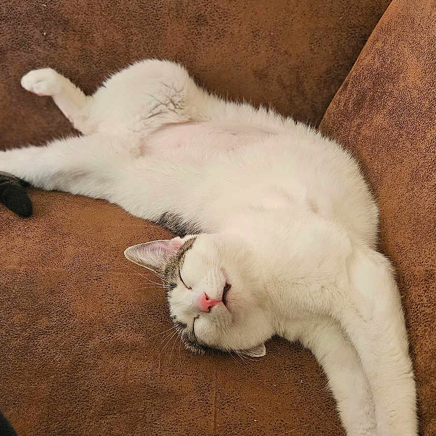 Chouquette