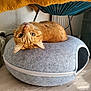 cat, ginger_cat, pet_bed, felt, upside_down, curious, wide_eyes, indoor, floor, chair, yellow_blanket, cozy, zipper, home, furniture, domestic_animal, cute, resting, whiskers, playful