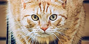 Barry a rejoint le concours — aidez-le/la à gagner de superbes lots ! cat, ginger_cat, tabby, animal, pet, whiskers, fur, crouching, metal_surface, wooden_background, curious, close_up, indoor, feline, eyes, paws, portrait, mammal, domestic_animal, focused