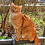cat, ginger_cat, animal, pet, outdoor, garden, spring, greenery, sunlight, feline, nature, curious, sitting, metal_railing, branches, fur, whiskers, tail, daylight, closeup