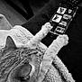 cat, paw, smartphone, blanket, feline, technology, screen, animal, indoor, curious, tabby, closeup, black_and_white, pet, cozy, soft_texture, resting, claw, device, search