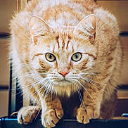 Barry joined the competition — help win amazing prizes! animal, cat, close_up, crouching, curious, domestic_animal, eyes, feline, focused, fur, ginger_cat, indoor, mammal, metal_surface, paws, pet, portrait, tabby, whiskers, wooden_background