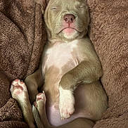 Nova is registered to the contest to win money with this photo: puppy, sleeping, brown_blanket, cozy, cute, pet, animal, fur, paw, snuggle, relaxed, indoors, young_dog, resting, canine, soft_texture, close_up, adorable, peaceful, cuddly