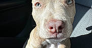 Nova is registered to the contest to win money with this photo: dog, close_up, car_seat, sunlight, pet, canine, fur, portrait, animal, indoors, seatbelt, leather, texture, snout, ears, eyes, nose, whiskers, shadow, expression