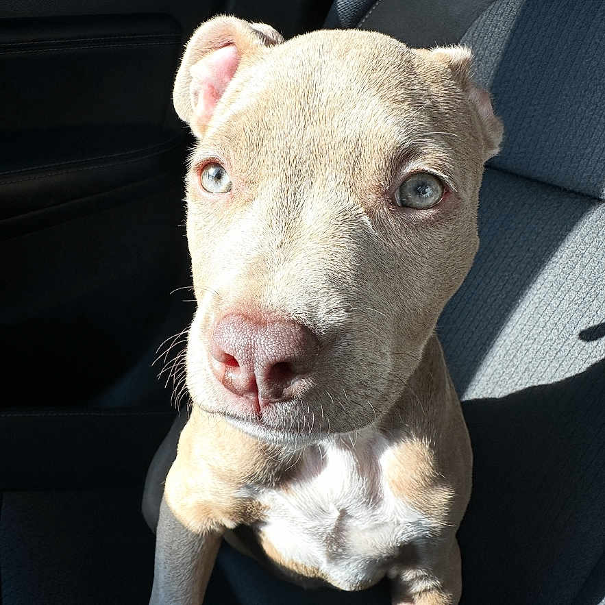 Nova