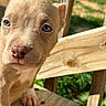 Nova is registered to the contest to win money with this photo: puppy, dog, close_up, blue_eyes, wooden_deck, outdoor, sunlight, pet, animal, young_dog, curious, fur, snout, paw, nature, daylight, background_blur, portrait, cute, domestic_animal
