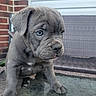 Ace joined the competition — help win amazing prizes! puppy, dog, blue_eyes, gray_fur, outdoor, glass_table, brick_wall, patio_furniture, curious, young, pet, animal, closeup, small, sitting, cute, fur, portrait, daylight, nose