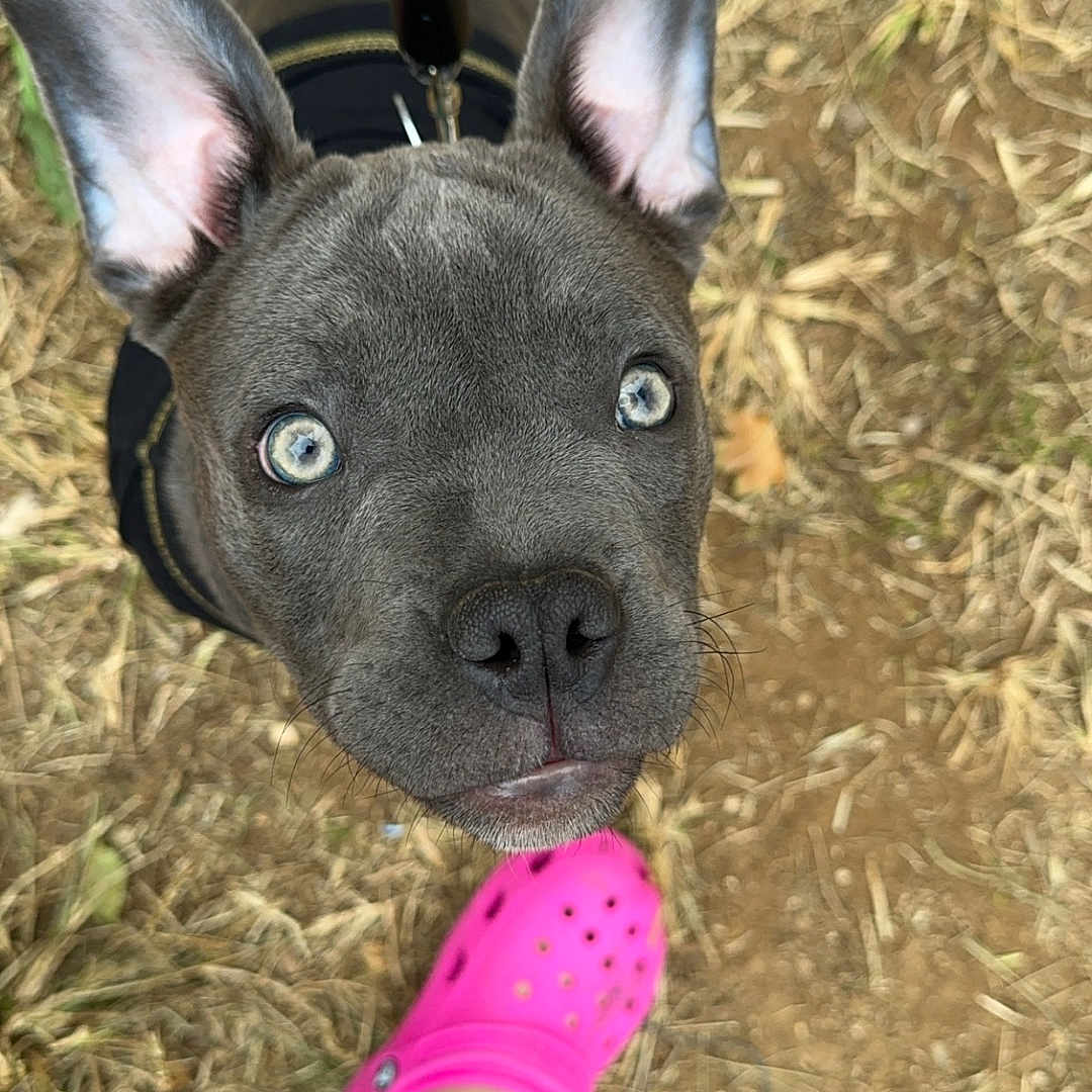 Ace joined the competition — help win amazing prizes! dog, puppy, blue_eyes, leash, ear, pink_shoe, footwear, grass, dirt, outdoor, curious, looking_up, pet, animal, close_up, playful, canine, leash_hook, ground, casual