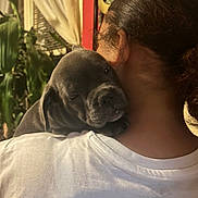 Ace joined the competition — help win amazing prizes! puppy, dog, person, indoor, shoulder, white_shirt, plant, curtain, window, wall, brown_hair, close_up, resting, cute, pet, animal, cozy, warm_lighting, portrait, affection