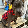 Ace joined the competition — help win amazing prizes! puppy, dog, pet, red_jacket, checkered_pattern, wooden_steps, outdoor, close_up, brown_fur, canine, young_dog, portrait, animal, sitting, looking_at_camera, sunlight, fence, broom, bucket, home