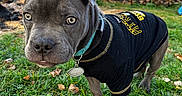 Ace is registered to the contest to win money with this photo: puppy, dog, black_shirt, grass, leaves, backyard, fence, collar, pet_tag, outdoor, young_dog, curious, ears, closeup, animal, canine, nature, playing, daylight, portrait