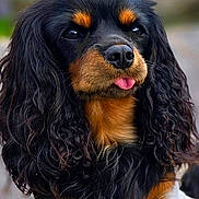 Violette a rejoint le concours — aidez-le/la à gagner de superbes lots ! adorable, animal, black_fur, canine, close_up, cute, dog, ears, expression, fluffy, friendly, fur, long_hair, looking_away, muzzle, outdoor, pet, portrait, tan_fur, tongue_out