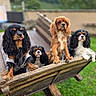 Violette a rejoint le concours — aidez-le/la à gagner de superbes lots ! animal, bench, cavalier_king_charles_spaniel, curious, cute, daylight, dog, ears, four_animals, fur, grass, greenery, group, nature, outdoor, pet, playful, rustic, tongue_out, wooden_wheelbarrow