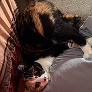 Honey is registered to the contest to win money with this photo: animal, calico_cat, cat, close_up, couch, cozy, curled_up, eyes, fabric, face, feline, fur, gray_shirt, home, indoor, person, pet, relaxed, resting, whiskers