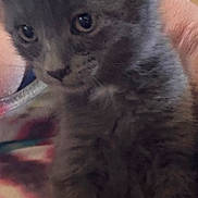 Sadie joined the competition — help win amazing prizes! kitten, gray_fur, cat, close_up, pet, animal, furry, cute, young, eyes, whiskers, paw, indoor, person, hand, pink_shirt, soft, domestic, mammal, companion