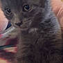kitten, gray_fur, cat, close_up, pet, animal, furry, cute, young, eyes, whiskers, paw, indoor, person, hand, pink_shirt, soft, domestic, mammal, companion