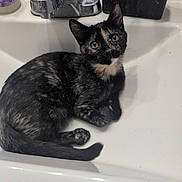 Pepita is registered to the contest to win money with this photo: cat, kitten, tortoiseshell, black_cat, pet, animal, feline, sitting, lying_down, sink, bathroom, faucet, soap, indoors, portrait, fur, ears, whiskers, reflection, cute