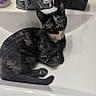 cat, kitten, tortoiseshell, black_cat, pet, animal, feline, sitting, lying_down, sink, bathroom, faucet, soap, indoors, portrait, fur, ears, whiskers, reflection, cute