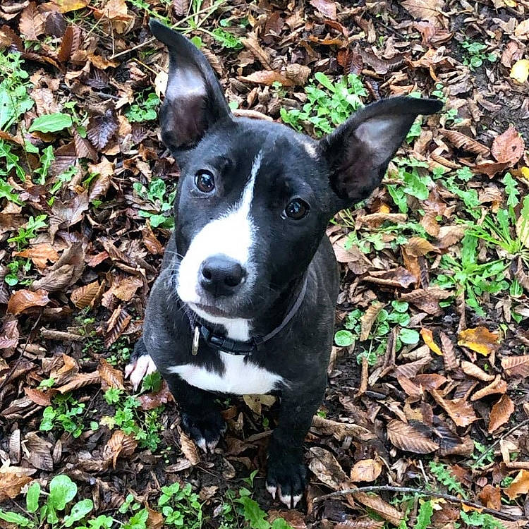 Mars a rejoint le concours — aidez-le/la à gagner de superbes lots ! adventure, canidae, carnivore, dog, dog_breed, fawn, feist, hunting_dog, mammal, mcnab, non_sporting_group, plant, puppy, snout, sporting_group, vertebrate, whiskers