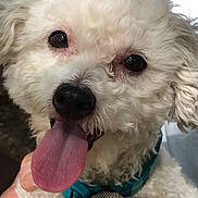 Coco joined the competition — help win amazing prizes! canidae, carnivore, collar, companion_dog, dog, dog_breed, dog_collar, fur, pink, plant, poodle, puppy_love, snout, sporting_group, stuffed_toy, terrier, toy_dog, water_dog, white, working_animal