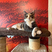 Pearly participe au concours pour gagner de l'argent avec cette photo : cat, calico, cat_tree, indoor, lounging, paws, crossed_paws, feline, pet, animal, brown, white, orange, background, wall_art, tree_silhouette, sitting, close_up, cozy, portrait